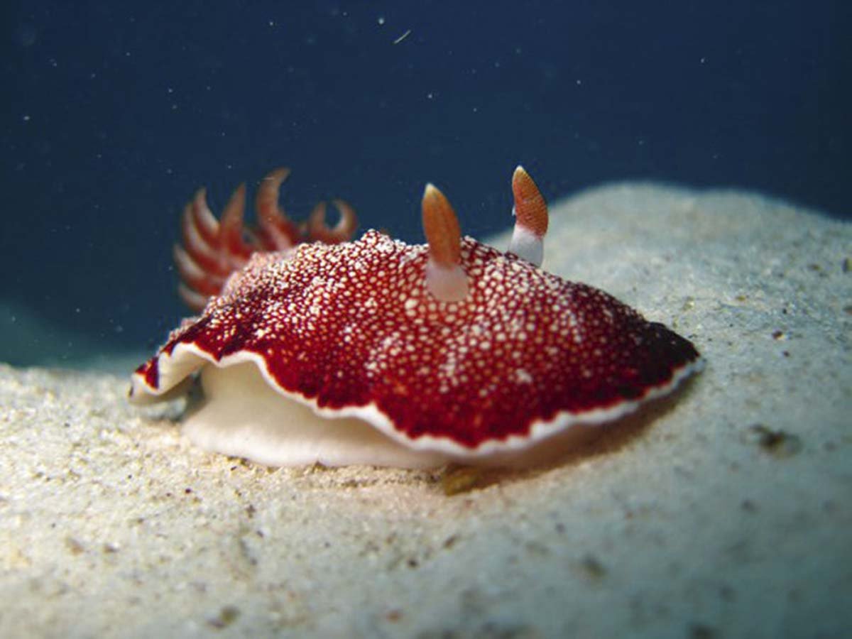 Our sea slugs for the month of July are the Spanish Dancer and the Goniobranchus reticulatus!!

(Image credit by unknown and Emmy Ahlen respectively.)