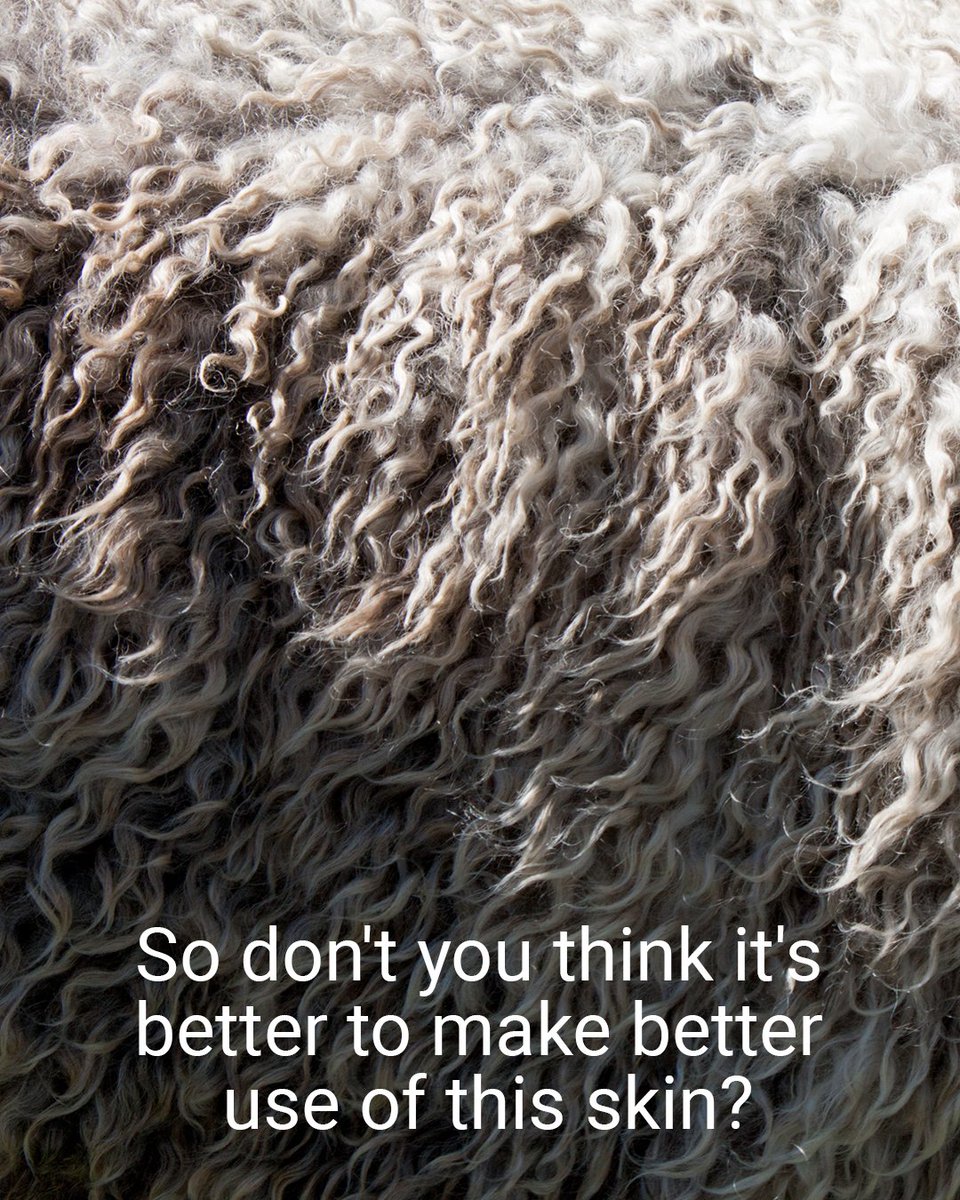 ZENunison's tweet photo. Zen Unison supports the preservation of our environment by recycling thteg defective and low-value skins of animals that have been slaughtered for the meat industry, and by turning these wastes into high-quality leather, it tries to recycle this highly polluting waste
#zenunison https://t.co/6cOFa1Ikvj