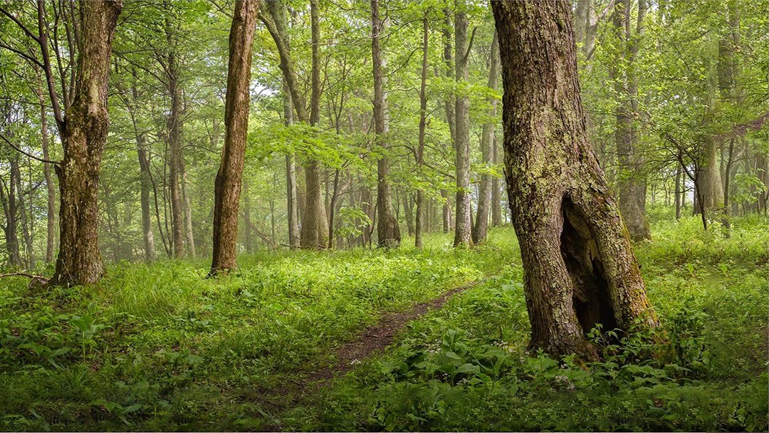 Monongahela National Forest, West Virginia. Absolute serenity!