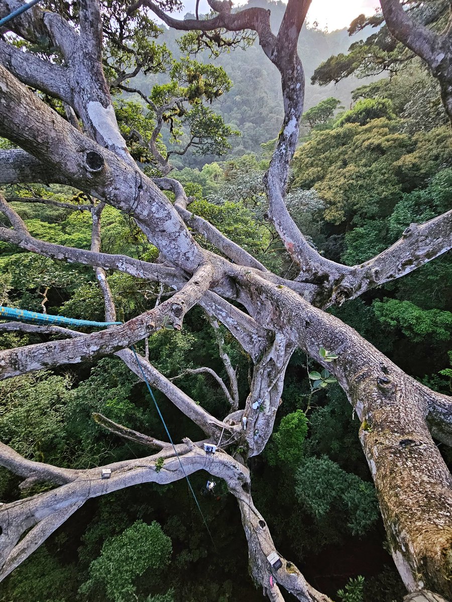 GotschSybil's tweet photo. Predawn water potential measurements in the canopy provide an amazing soundscape. Totally worth the 3:15am wake up! #womeninforestry #canopyscience @ResearchKY @UKAgriculture https://t.co/BTLdUAnDxh