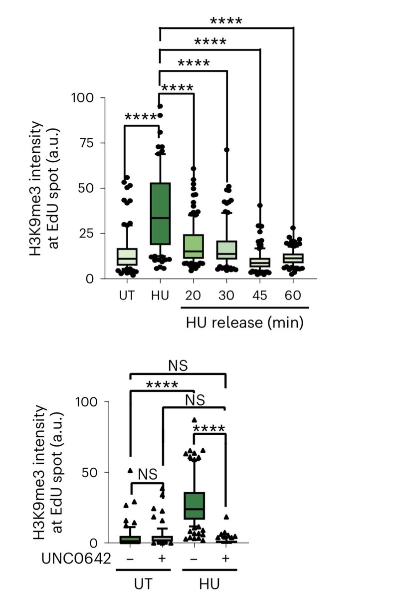 Tanejalab's tweet photo. We’ uncovered a checkpoint-regulated pathway where the "writers" EHMT2/G9a &amp; Suv39h1 were revealed as key players in de novo priming of H3K9me marks at stressed forks.✨Chromatin compaction became the guardian shield of underlying DNA 👼 🧬#WritersAtWork https://t.co/5b4W5N06y6