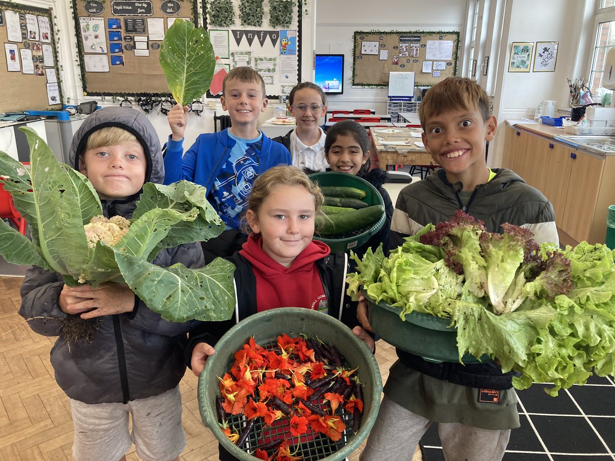 BubsyTownhill's tweet photo. Enjoying helping Mrs Oram harvest crops from the school garden to use in our school canteen #tcsyear4 #TCSHW #tcs4purposes https://t.co/m7OpgOU0vv