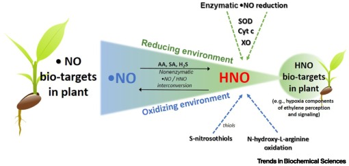 TrendsBiochem's tweet photo. Available online - the Forum "Endogenous plant #nitroxyl, a new component of #nitricoxide biology" from Magdelena Arasimowicz-Jelonek and colleagues.
#gasotransmitter #HNO
https://t.co/oVwn89R6cl https://t.co/FDGpPjV65C