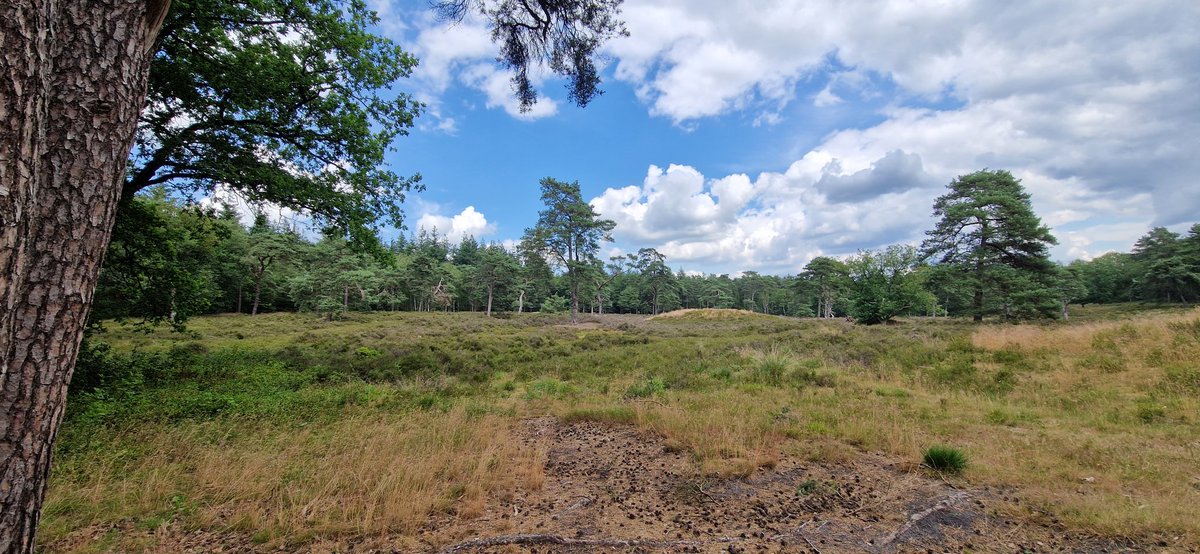 remcokalv's tweet image. Vandaag lekker gewandeld in de omgeving van Steenwijk. #timeformyself