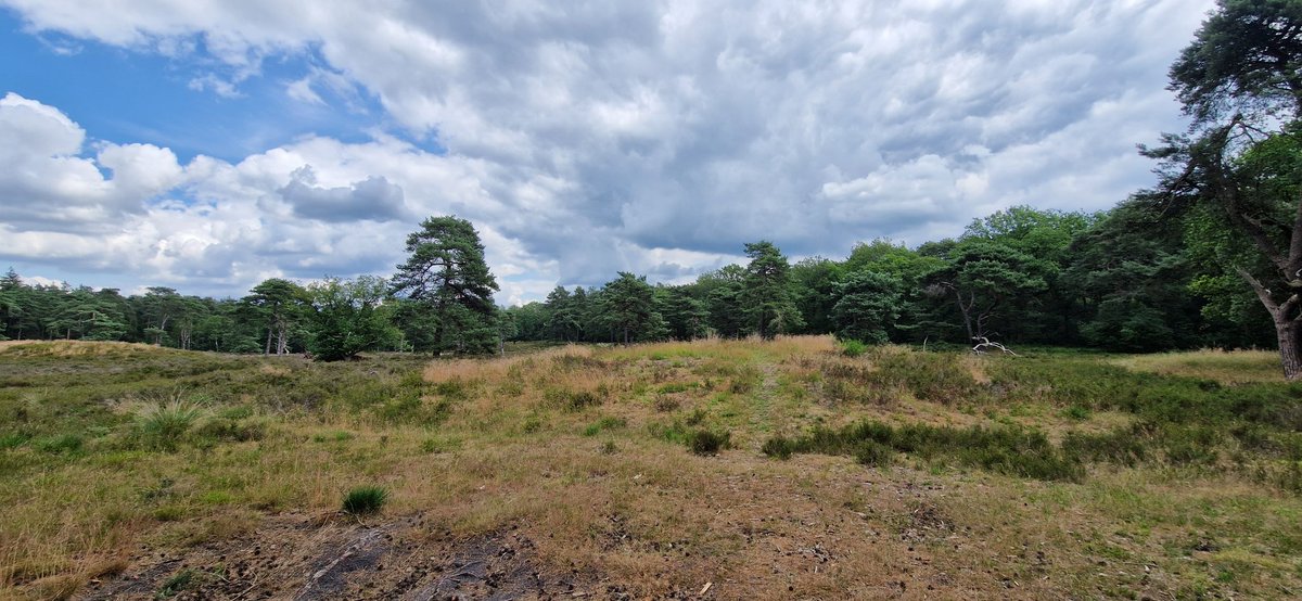 remcokalv's tweet image. Vandaag lekker gewandeld in de omgeving van Steenwijk. #timeformyself