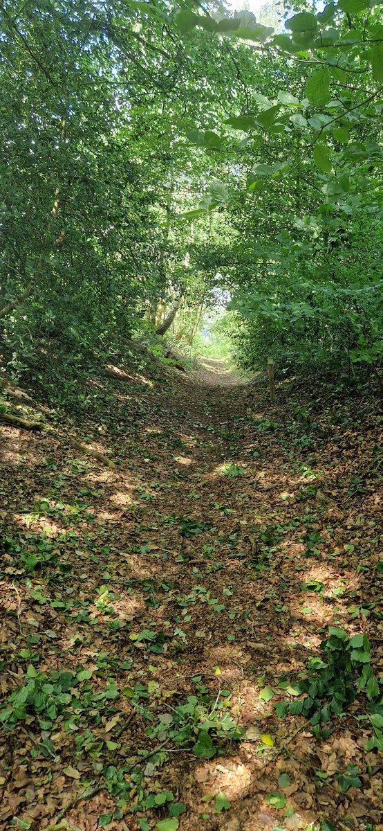 remcokalv's tweet image. Vandaag lekker gewandeld in de omgeving van Steenwijk. #timeformyself