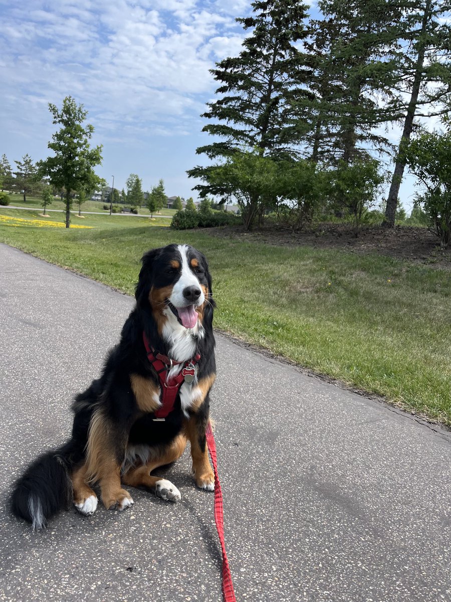 LittleDenene's tweet photo. Now that’s she’s in midlife she sits not because of a command, but because she needs a little rest. She is my solidarity sister 😎.
#rest #atimeforeverything #dogsoftwitter #midlife https://t.co/rh2VFn1FvX