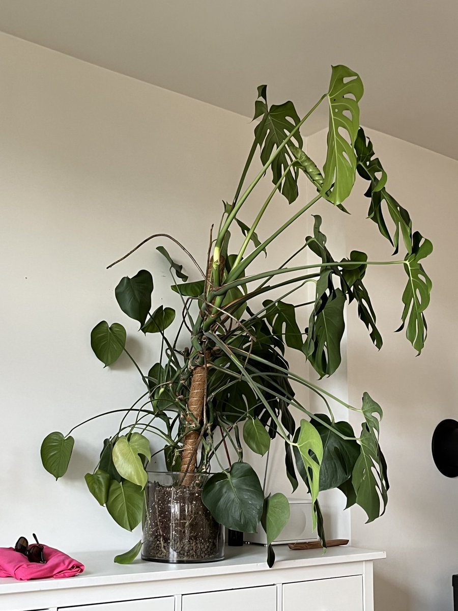 So my friend decided to do an RCT of sunlight on her plant