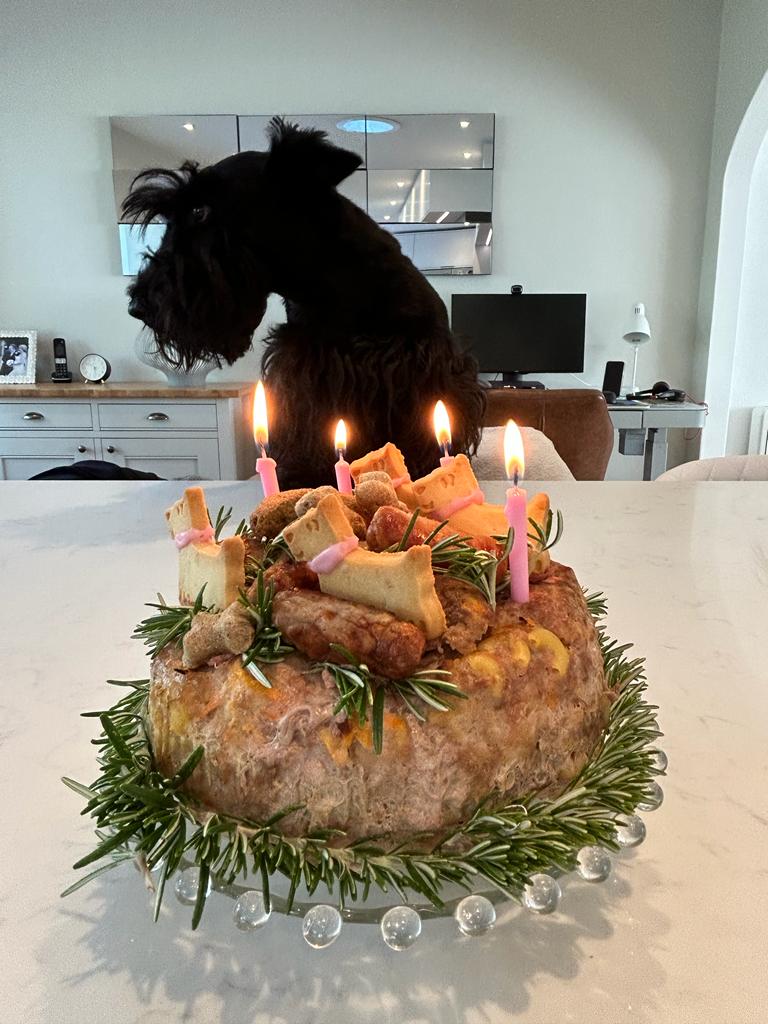 WorldScotties's tweet photo. Bonnie jayne and Elsie enjoying their 4th birthday 🎂😊🎉🎊🎁💙 https://t.co/QwHoiVtVnl