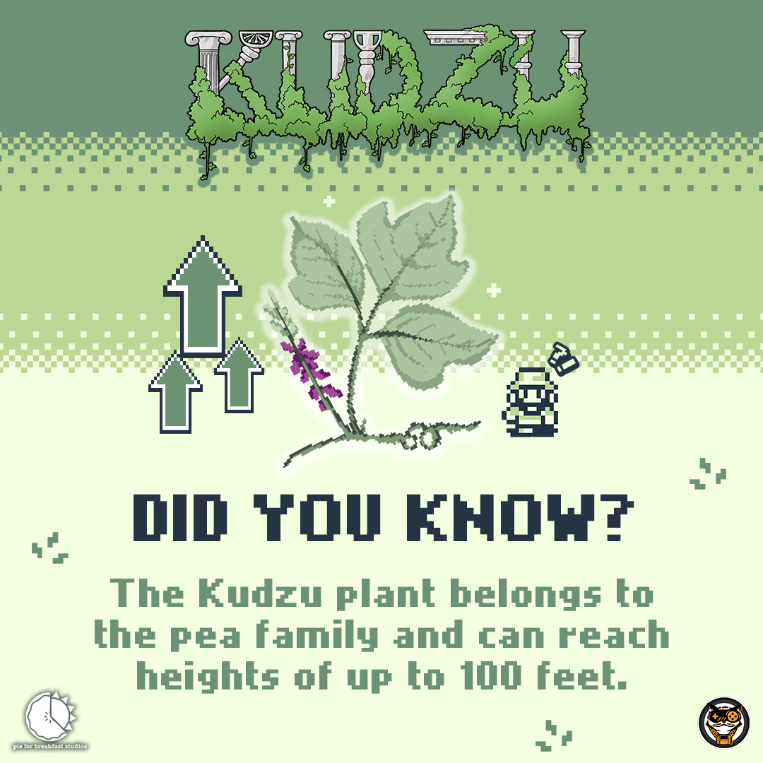 The Kudzu plant, known for its invasive growth, belongs to the pea family.🌿Surprisingly, it can reach heights of up to 100 ft, making it a formidable presence in nature. Prepare to encounter its power and mystery in the game #Kudzu coming soon to #GameBoy!

🍃