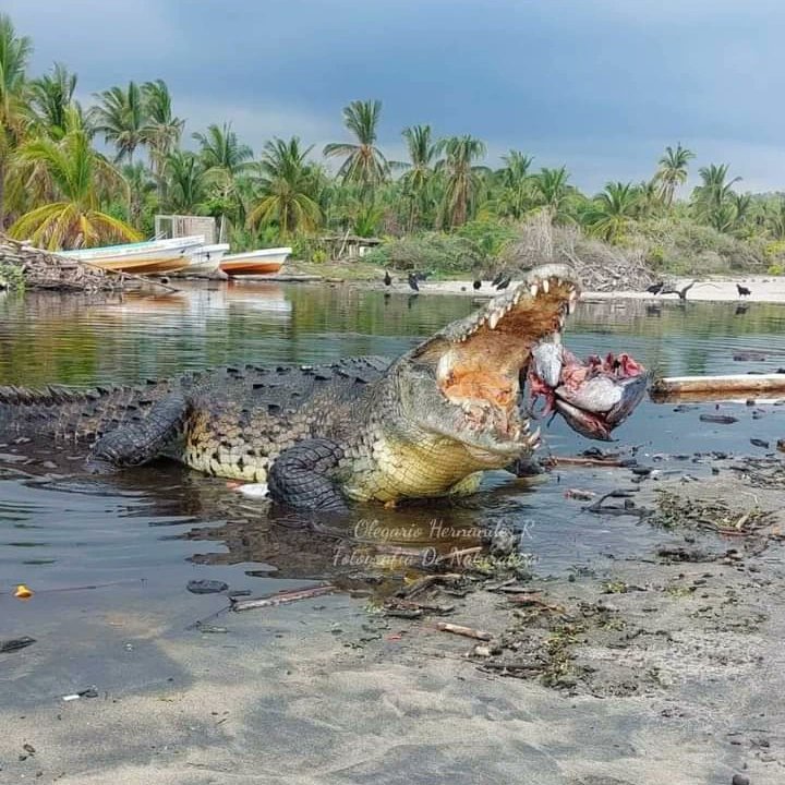 CentralQNoticia's tweet image. 😮🐊Impresionantes postales de #Cocodrilos en  los manglares de Ventanilla, debido a los altos niveles de agua por la lluvia. 

📷 Olegario Hernández
#Noticias #Oaxaca #naturaleza #Tonameca