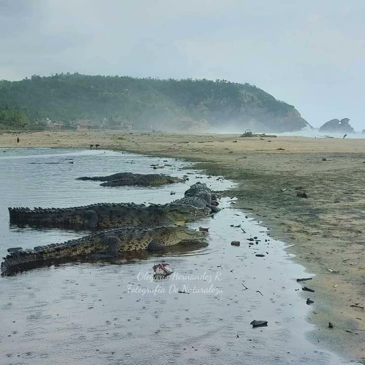 CentralQNoticia's tweet image. 😮🐊Impresionantes postales de #Cocodrilos en  los manglares de Ventanilla, debido a los altos niveles de agua por la lluvia. 

📷 Olegario Hernández
#Noticias #Oaxaca #naturaleza #Tonameca