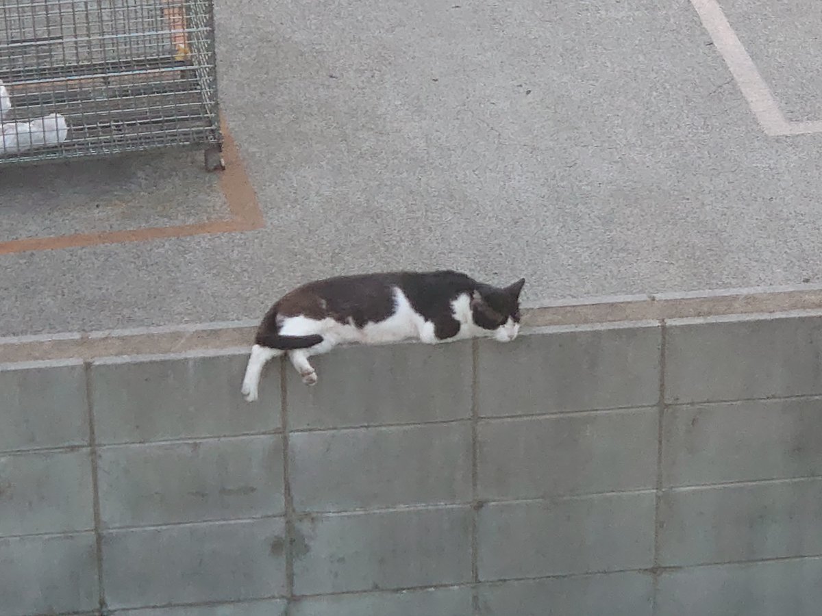 Maccha_Cycle's tweet photo. 暑すぎて猫も溶ける https://t.co/efZ8yzY43n