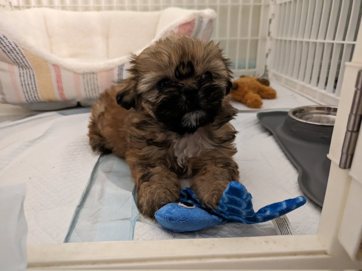 Puppy is home!

#shihtzu @Dogsoftwiter #puppy