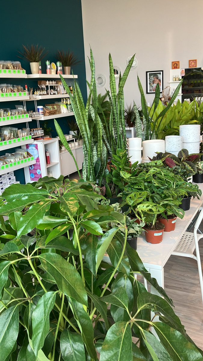 hajihealing's tweet photo. New Plants In! You can trust our plants are well loved and cared for before you get them. They are regularly bathed in reiki healing energy and they get lots of light. #ShopSmall #ShopBlack #ShopIntentionally https://t.co/nvUrktHIur