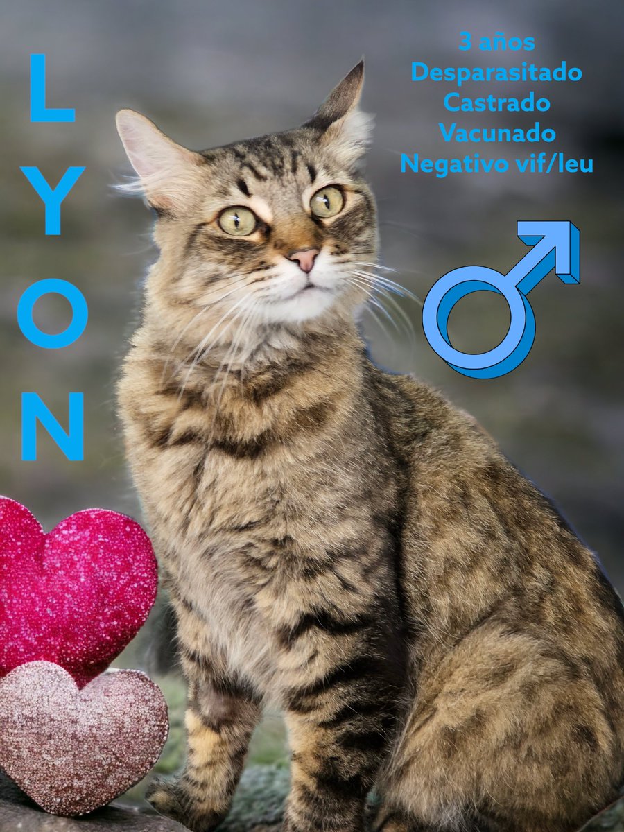 🐾🐾Gatitos a salvo🐾🐾 tweet media