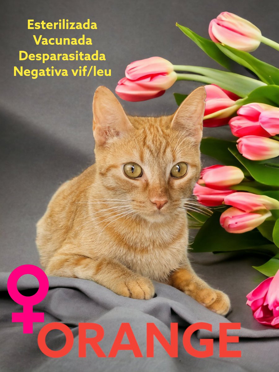 🐾🐾Gatitos a salvo🐾🐾 tweet media