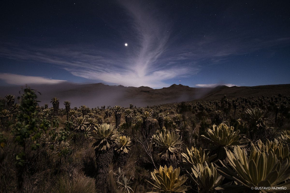 CI_Ecuador's tweet photo. Te presentamos "Iluminados por la luna", foto ganadora de la categoría Paisaje del concurso Tu foto por los páramos. ¡Felicitaciones Gustavo Pazmiño!

Tu foto por los páramos es un concurso organizado por @CI_Ecuador con apoyo de @produbanco en el marco del #DíaNacionalPáramos🇪🇨 https://t.co/jMYgdaKcmN