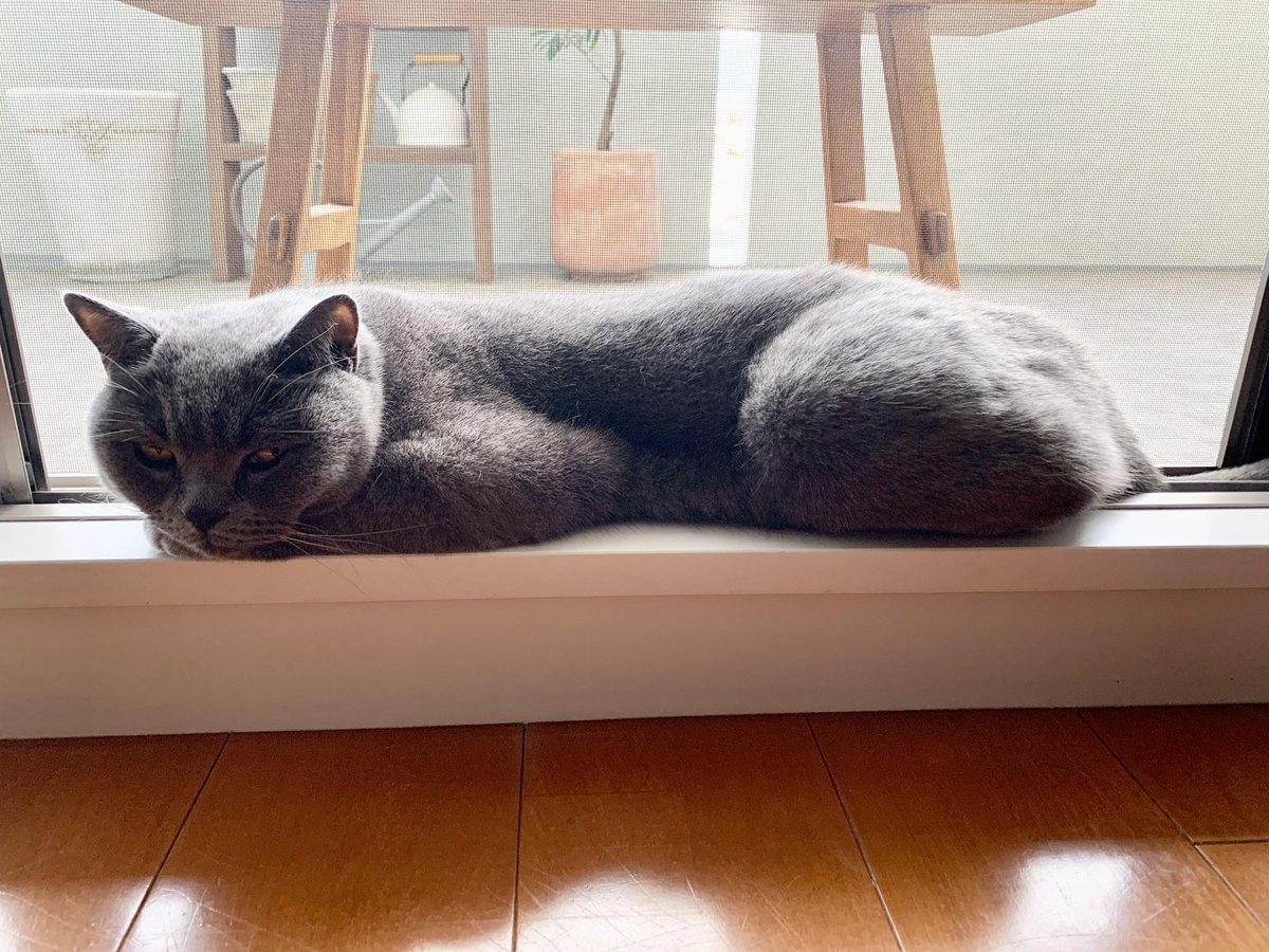 birinyanta's tweet photo. 夏の定位置😽

#猫   
#ブリティッシュショートヘア
#cat
#britishshorthair
#猫写真
#猫のいる幸せ https://t.co/KPUAvRTYa1