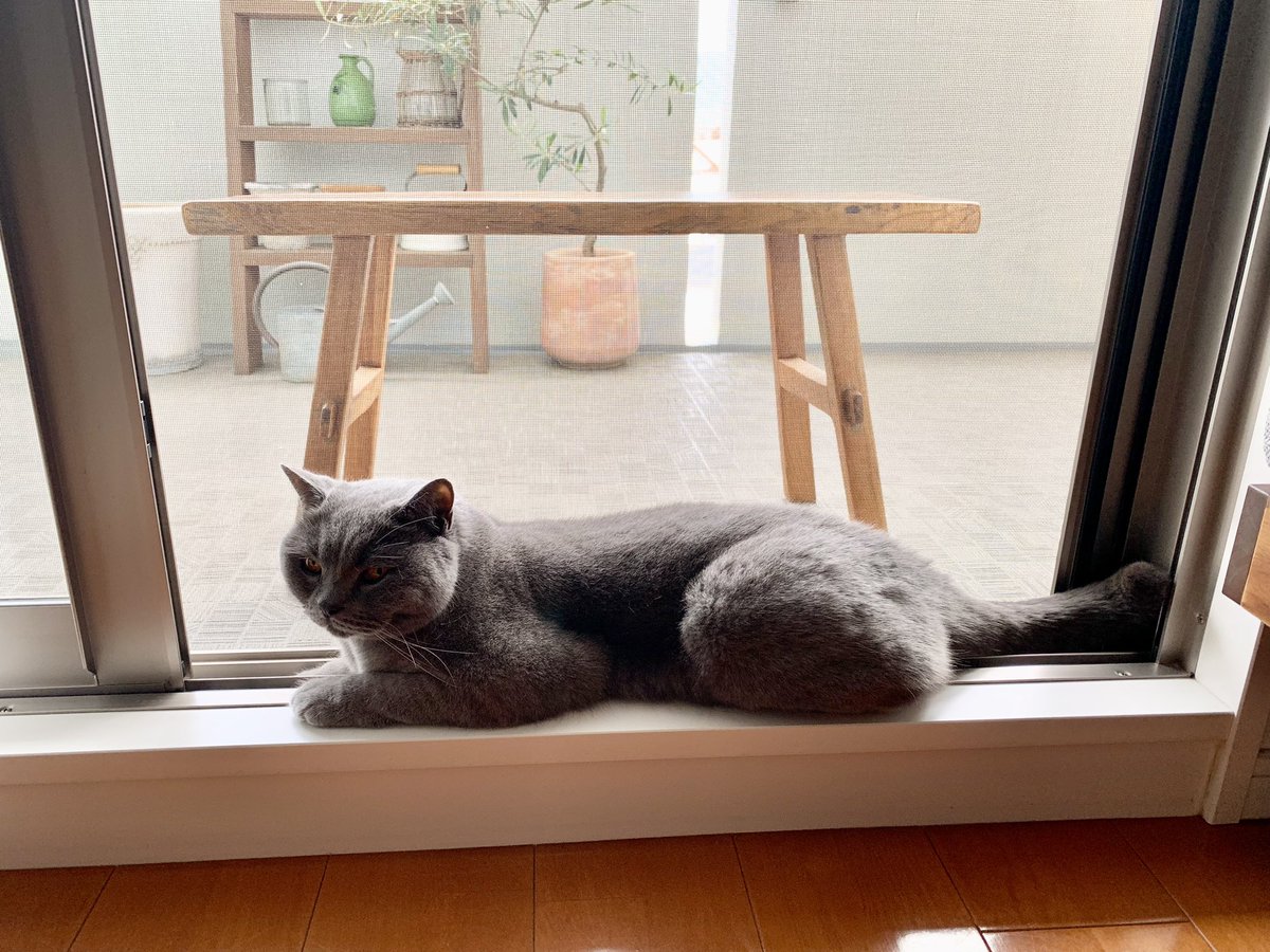 birinyanta's tweet photo. 夏の定位置😽

#猫   
#ブリティッシュショートヘア
#cat
#britishshorthair
#猫写真
#猫のいる幸せ https://t.co/KPUAvRTYa1