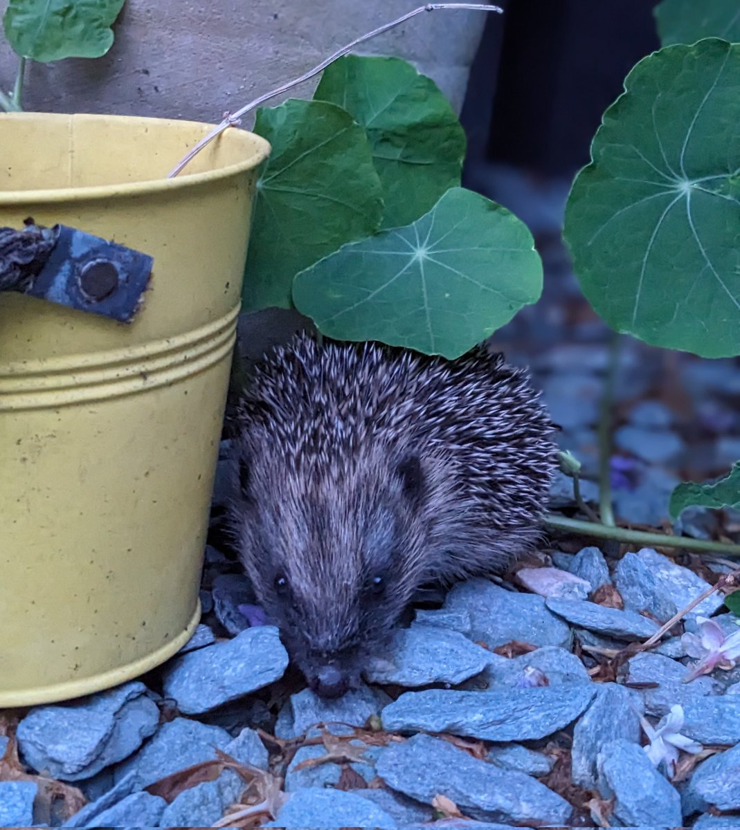 Superloopy101's tweet photo. @hedgehogsociety We have 3 happy healthy Hoglets with mama in a nest in our garden. This is one of the rapidly growing babies. https://t.co/HigVMCBhK1