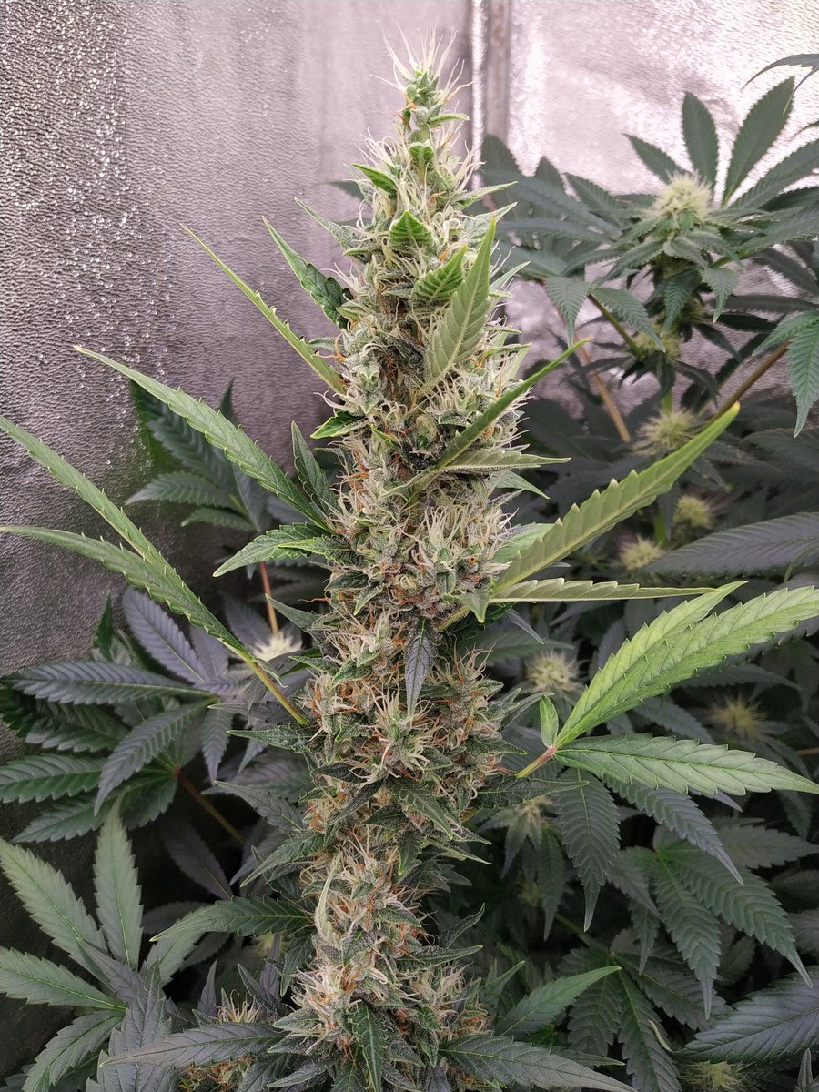 CannaWorld4's tweet photo. #BudBreadGang #Coldgrown https://t.co/cvAf7RXb6e