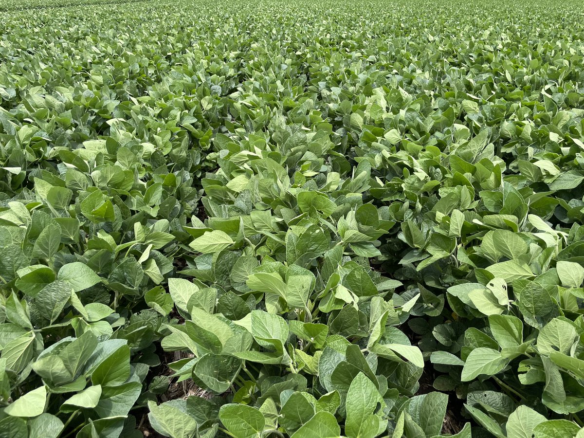 goagservices's tweet photo. Look at these Channel 2622RXF Xtendflex 
Planted April 18th - great weed control and canopy https://t.co/3XXdf4H4SE