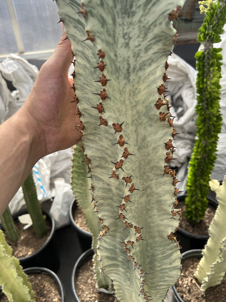 LivingDecor_'s tweet photo. Cactus!!!!! https://t.co/QECQxOAH3z