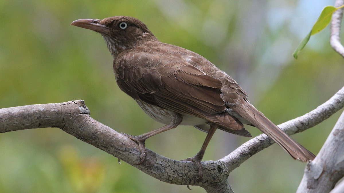 Finally managed to track down some Pearly-eyed Thrashers on Turks and Caicos. This species is endemic to the Eastern Caribbean.
