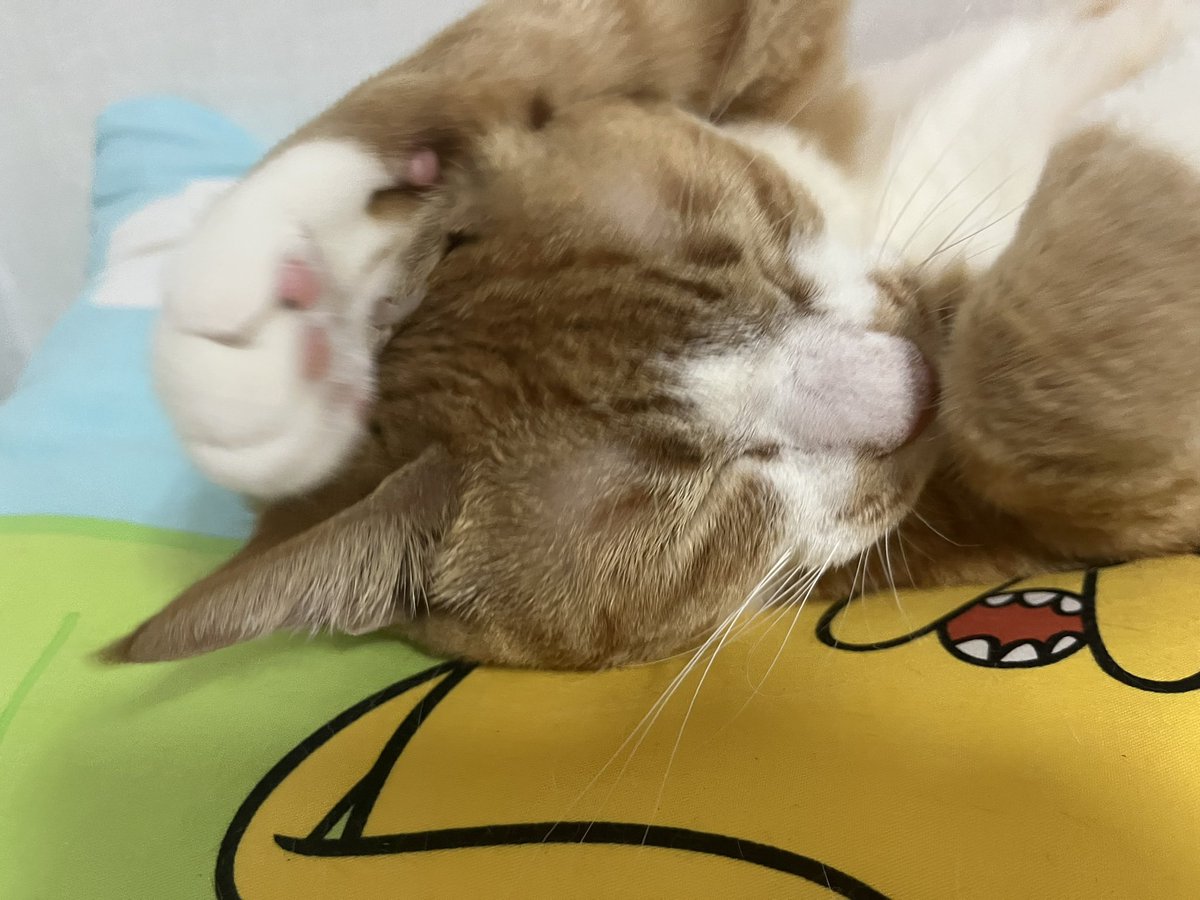 호두 tweet media