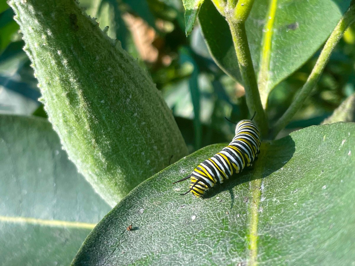 Oh, to be a monarch caterpillar, basking in the sun on a milkweed leaf. 

📷: Maria Gigliello, VFWD