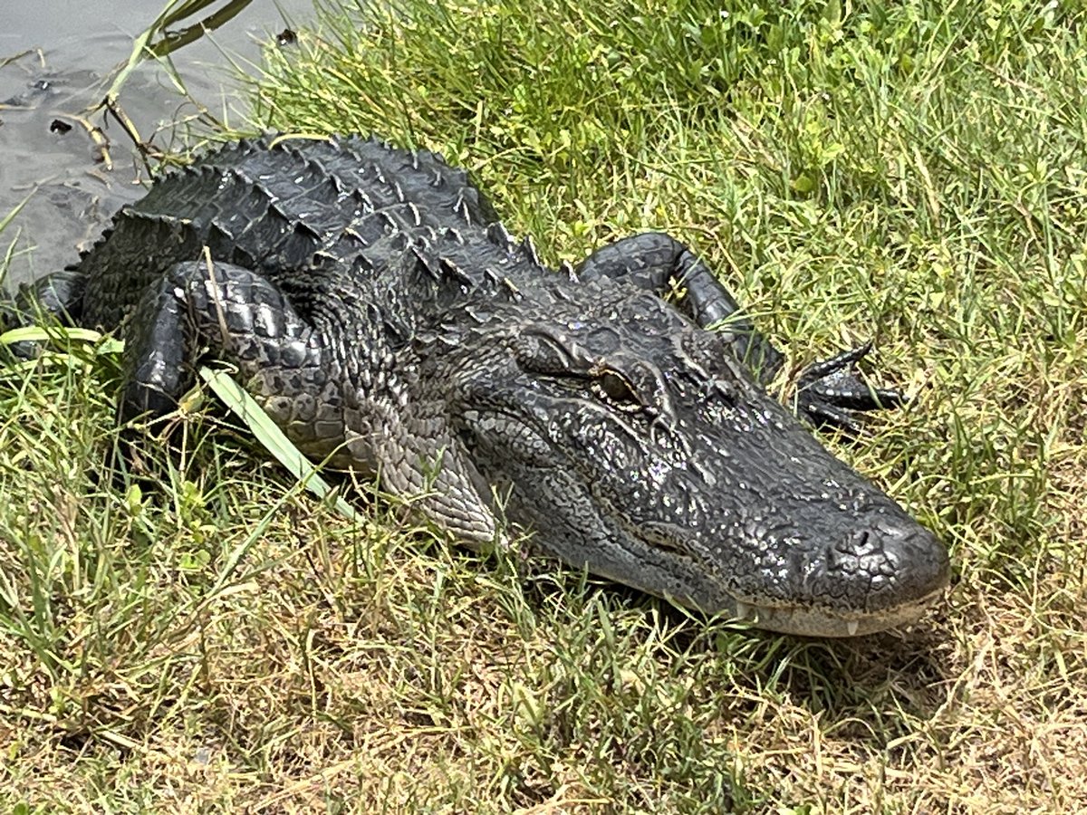 One of the locals just chillin’ #NaturePhotography #wildlifephotography #cajunlife #swamplife #Gators #Louisiana