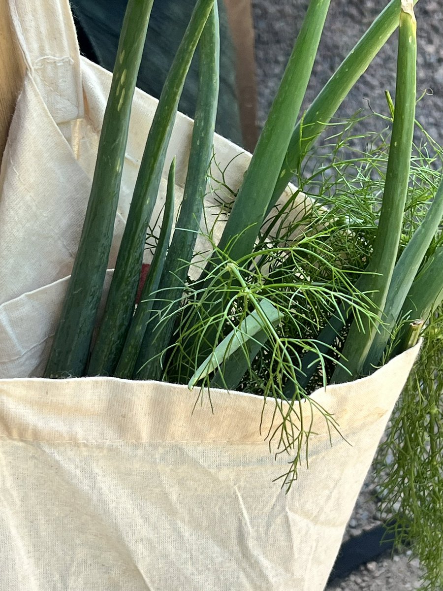 schulgeographie's tweet photo. Heute fand das Abschlussseminar auf unserem🥔🥒🍅 Bildungsacker 🌽🥬🥦🫛 im Botanischen Garten @tudresden_de statt, natürlich mit reichlich Ernte und leckerem Essen aus eigenem Anbau https://t.co/9SlQaf9Rav