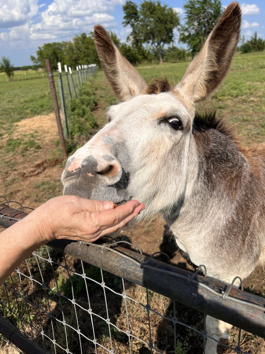 Texas so far!! Horses, PGA Frisco, Mama Joyce possibly getting arrested at PGA Frisco, and a donkey….