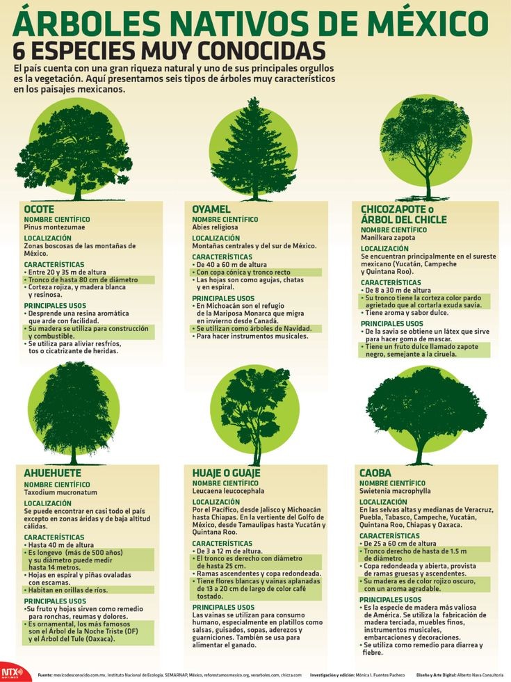 ¿Cuál es tu especie favorita? 

#Arboles #CiudadDeMéxico #MedioAmbiente #Arbolado