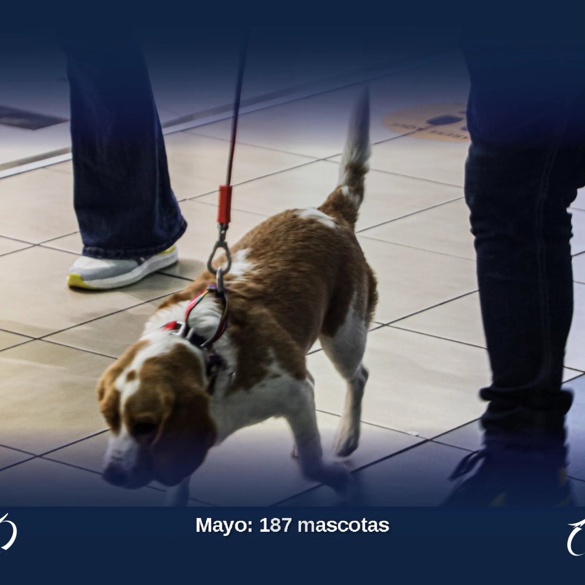 tocumenaero's tweet photo. Recuerda que tenemos un espacio especial para tu mascota, el #PetRelief es gratuitito y está ubicado justo al frente de la puerta 130 de la #Terminal1.⁠
⁠
¡Los esperamos! 🤩⁠
⁠
#LaPuertaDeLasAméricas⁠
#AeropuertoDeTocumen⁠
#CambiamosPorTi⁠ https://t.co/rxcyyQL6Ix