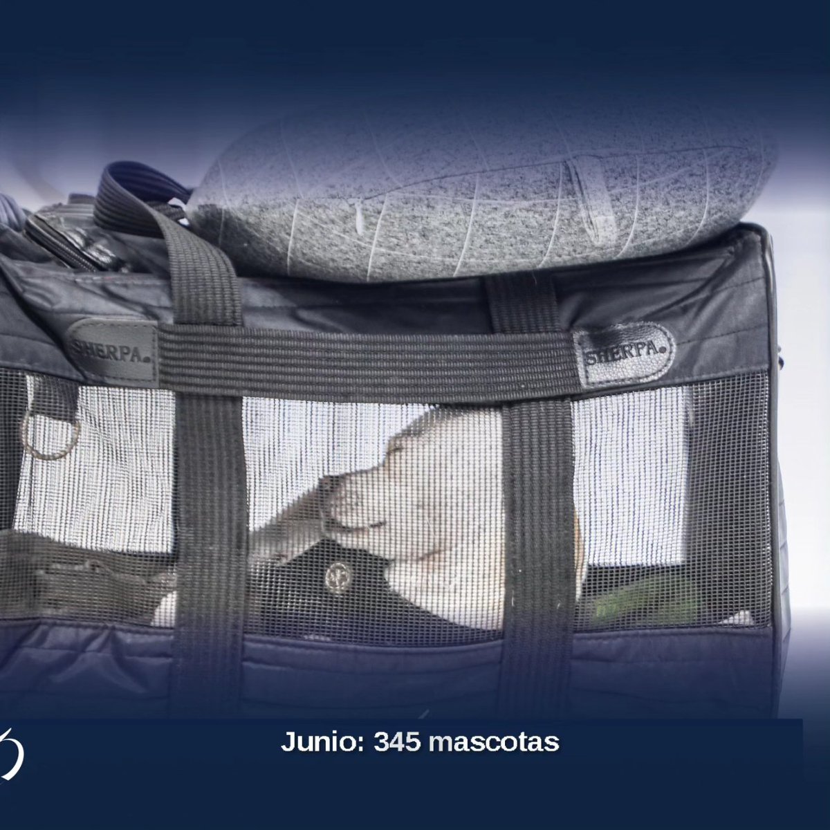 tocumenaero's tweet photo. Recuerda que tenemos un espacio especial para tu mascota, el #PetRelief es gratuitito y está ubicado justo al frente de la puerta 130 de la #Terminal1.⁠
⁠
¡Los esperamos! 🤩⁠
⁠
#LaPuertaDeLasAméricas⁠
#AeropuertoDeTocumen⁠
#CambiamosPorTi⁠ https://t.co/rxcyyQL6Ix