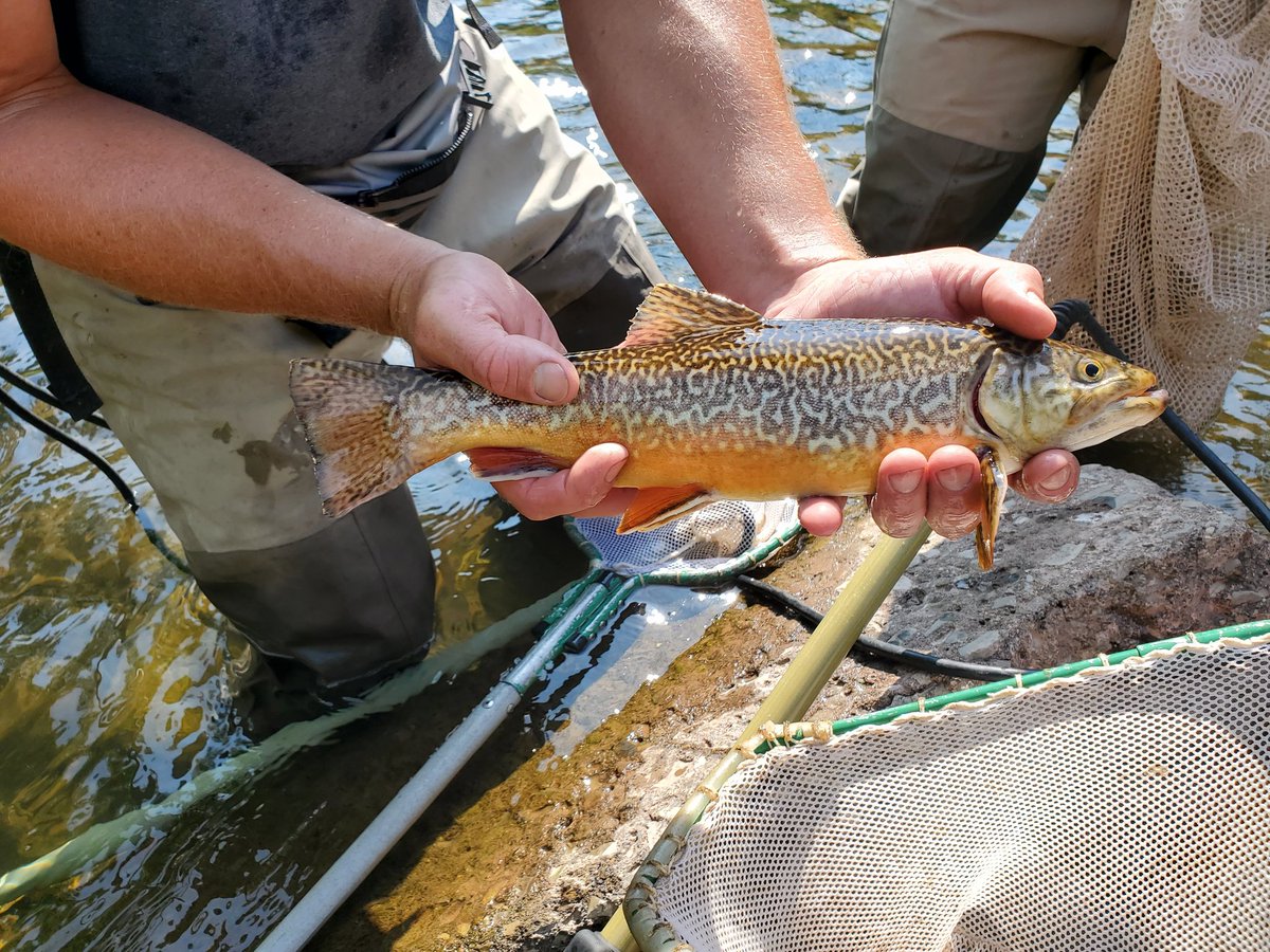 Aaron Henning tweet media