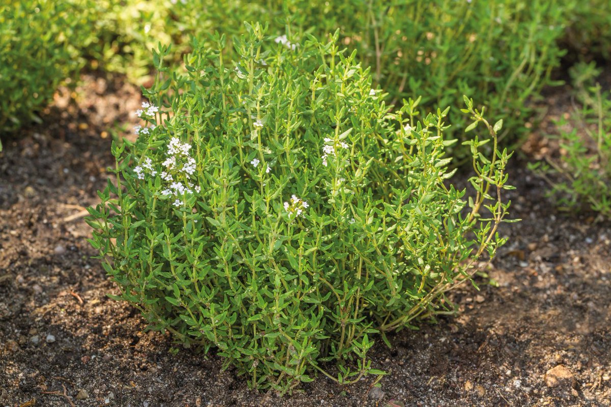 Learn how to grow thyme at home! growfruitandveg.co.uk/blog/herb-grow…