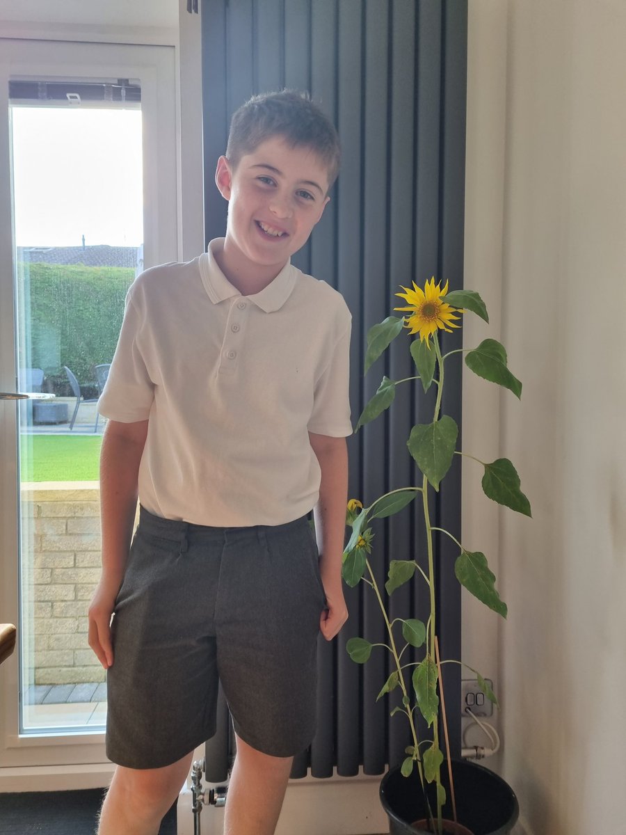 Lisagrimshaw5's tweet photo. @stjosephskly Lewis's mini sunflower 🌻 coming on nicely #chestnutclass https://t.co/oNJkdomzkT