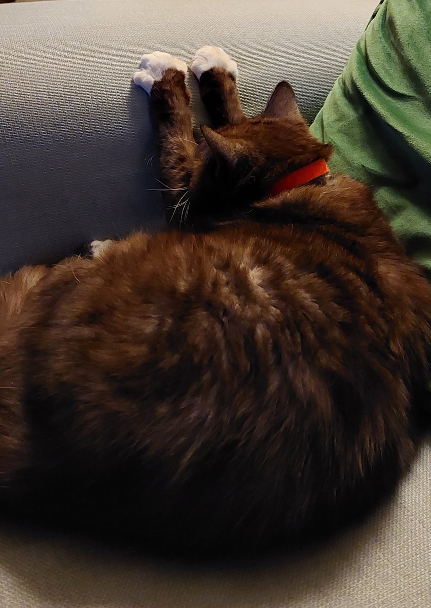 The night before. Paws on the arm of the sofa, head resting on her legs