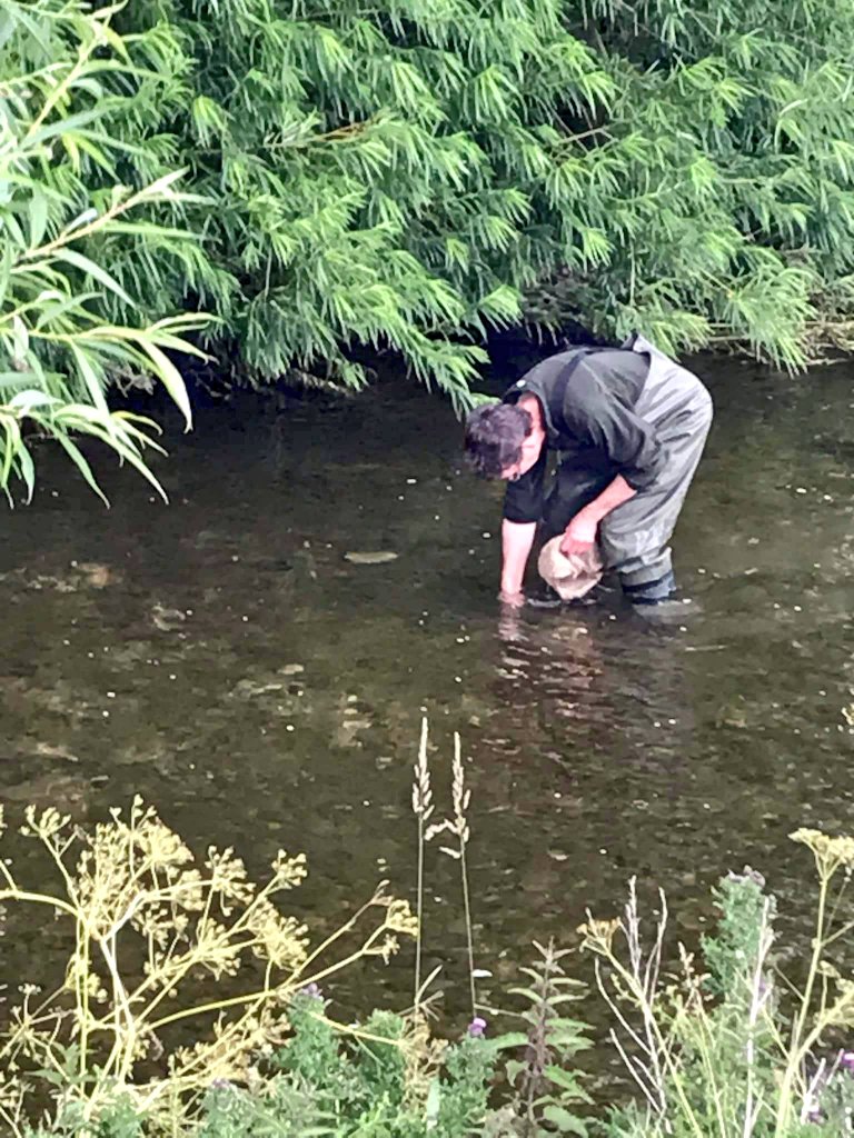 Great work from the #flyfishing committee &amp; member #volunteers working with <a href="/ProfJGrey/">Jonathan Grey</a> <a href="/WildTroutTrust/">The Wild Trout Trust</a> to enact <a href="/baileyffmuk/">Philip Bailey</a>'s vision, Ranunculus Revival, translocating some water crowfoot to reinstate in our upper reaches of the #Aire beats