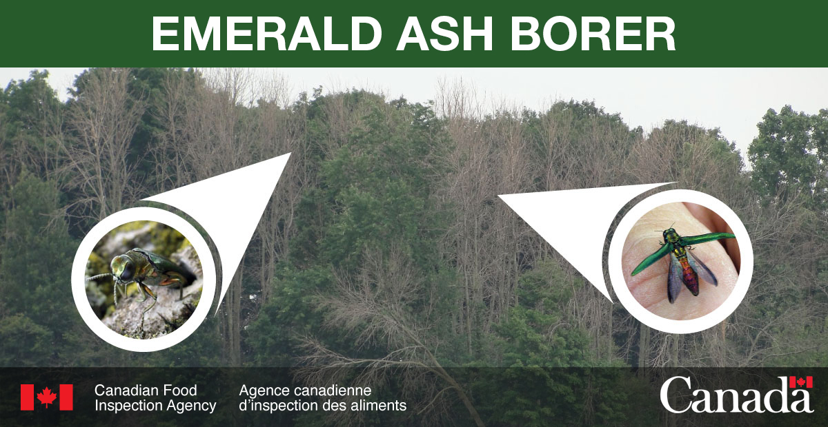 We have detected the #EmeraldAshBorer on an ash tree along a highway in the RCM of La Mitis, in the Bas-Saint-Laurent region of Quebec.
 
Report possible sightings of this pest: bit.ly/3rj3LXT