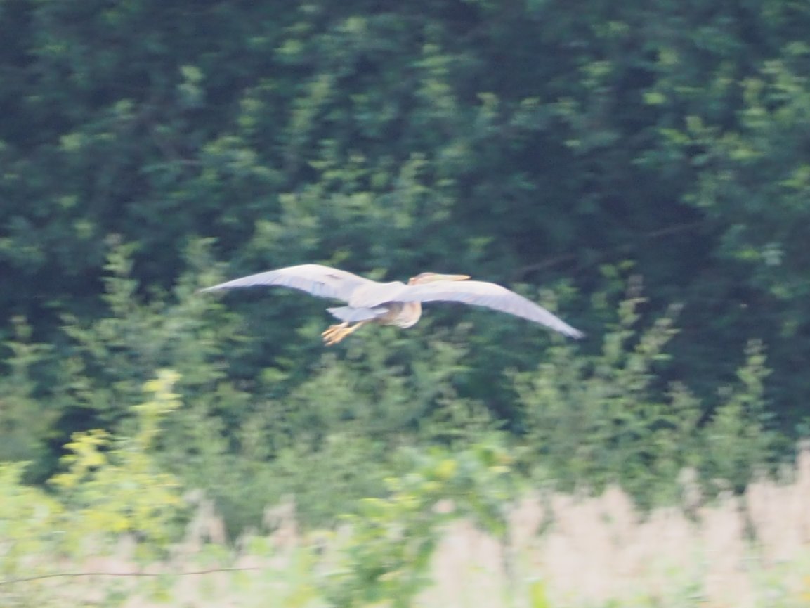 After spending 13 hours at #GosforthNatureReserve over the last couple of days I finally had a good view of the Purple Heron, not that you'd have guessed from my atrocious record shot 😅. What a bird to see on my local patch, relieved it stuck around for me! #LowCarbonBirding