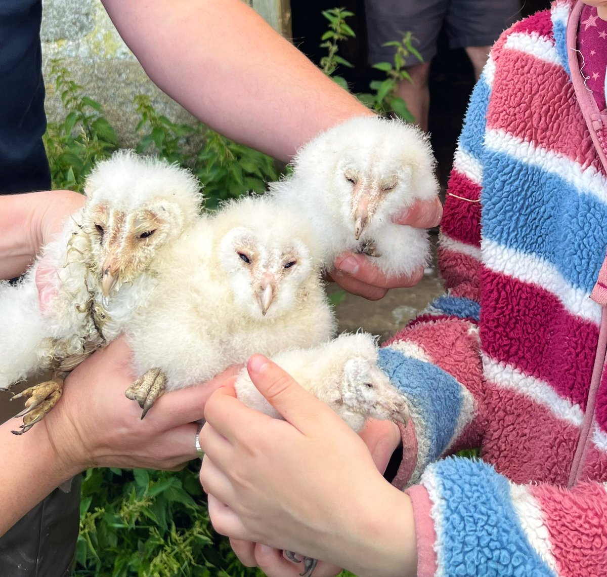 After an unsuccessful breeding season last year, we’re delighted to see the Barn Owls back in action with four chicks this year. 
Thanks to the <a href="/_BTO/">BTO</a> for their continued help in monitoring them 🙏🏽