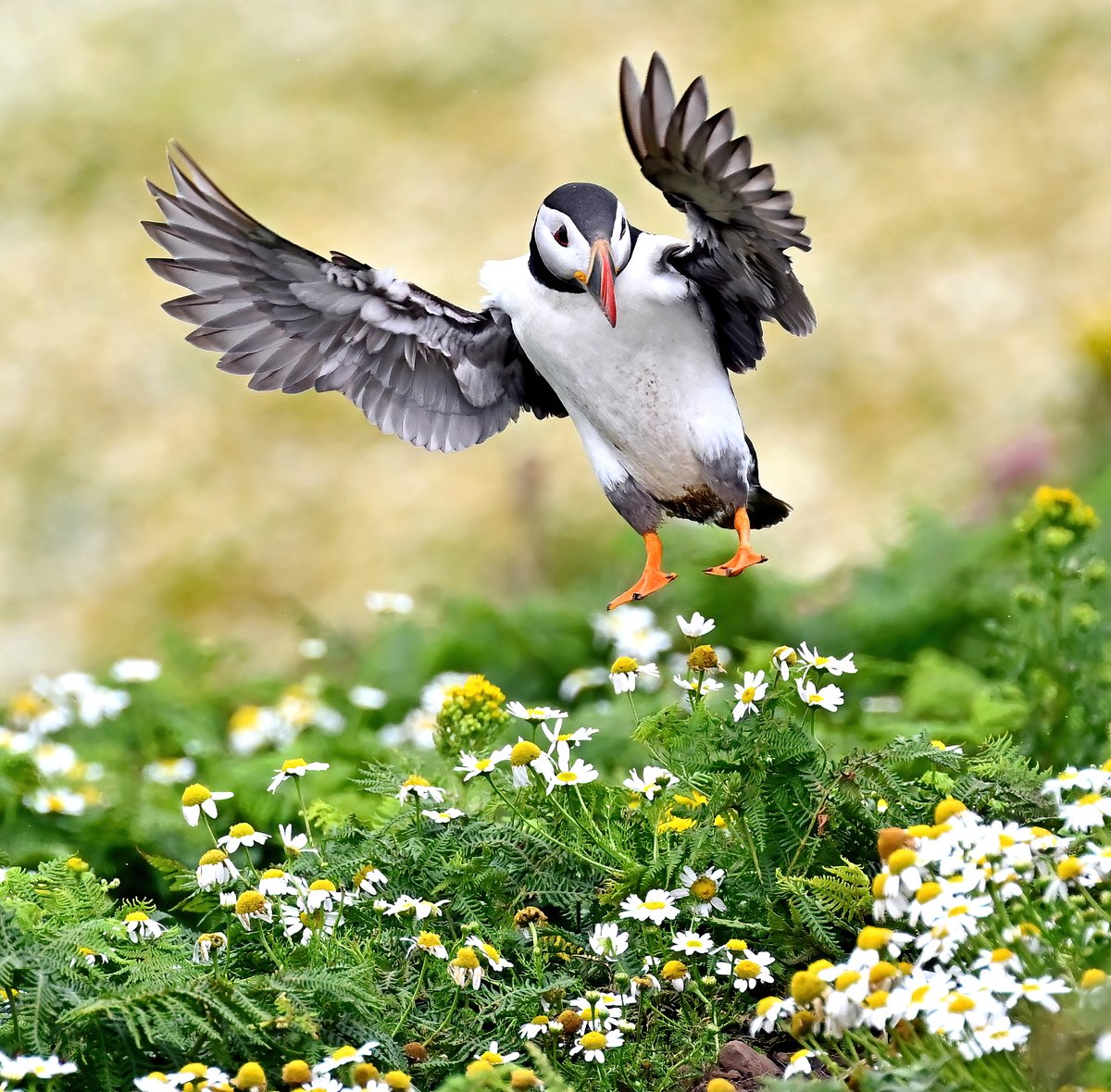 Puffin dropping in! 😀🐦