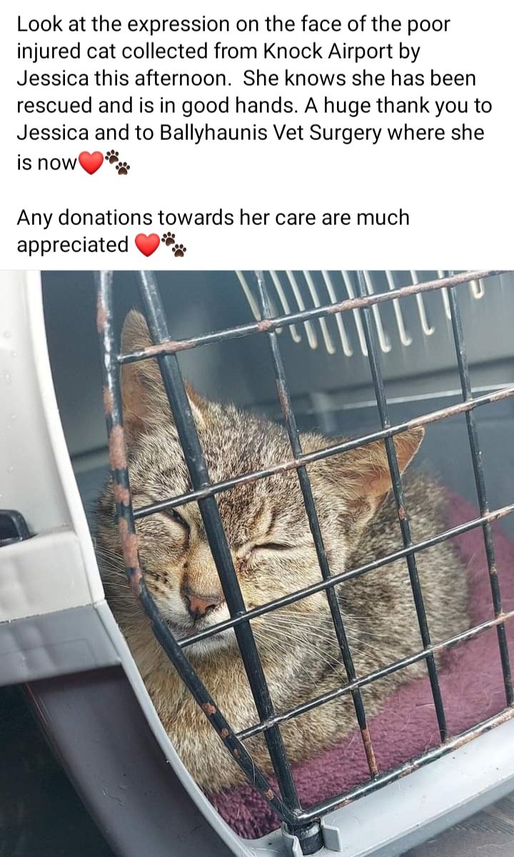 Mayo SPCA (@mayo_spca) on Twitter photo 