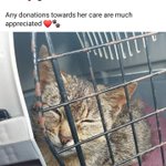 Photo by Mayo SPCA (@mayo_spca)