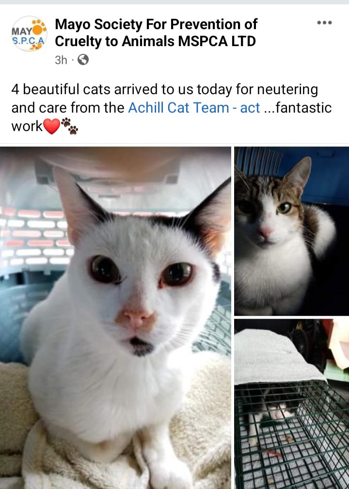 Mayo SPCA (@mayo_spca) on Twitter photo 