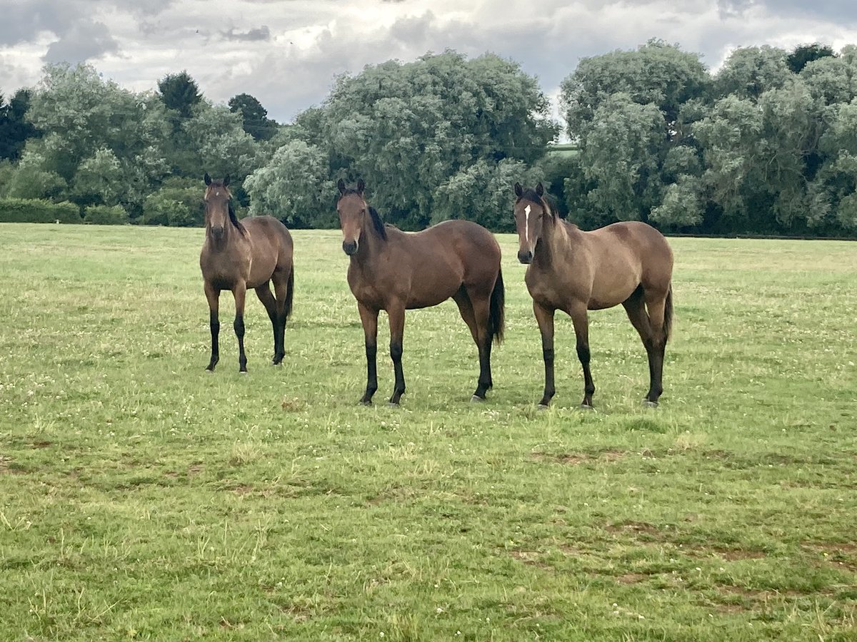 Manorfarmstud1's tweet photo. G’day Mate for @BanshaHouse brings up the third winner in two days for Manor Farm following Reward Smile in @HKJC_Racing and Lady Tilbury, we have their three sisters to head to @Tattersalls1766 two by @OverburySires Ardad and one by @DarleyStallions Harry Angel https://t.co/nPYbLeVIUm